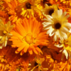 Calendula (Pot Marigold) flower seed - Image 4