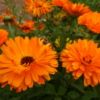 Calendula (Pot Marigold) flower seed