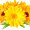 Calendula (Pot Marigold) flower seed - Image 2