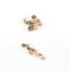 Calendula (Pot Marigold) flower seed - Image 3