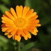 Calendula (Pot Marigold) flower seed - Image 5