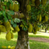 Jackfruit (Artocarpus heterophyllus) Seeds – A Natural & Nutritious Superfood 🌳🌱 - Image 3