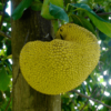 Jackfruit (Artocarpus heterophyllus) Seeds – A Natural & Nutritious Superfood 🌳🌱 - Image 4