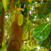 Jackfruit (Artocarpus heterophyllus) Seeds – A Natural & Nutritious Superfood 🌳🌱