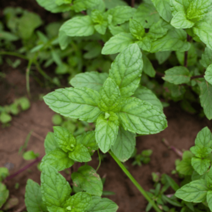 Mint (Pudina)
