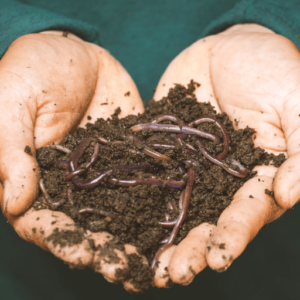 Vermicompost